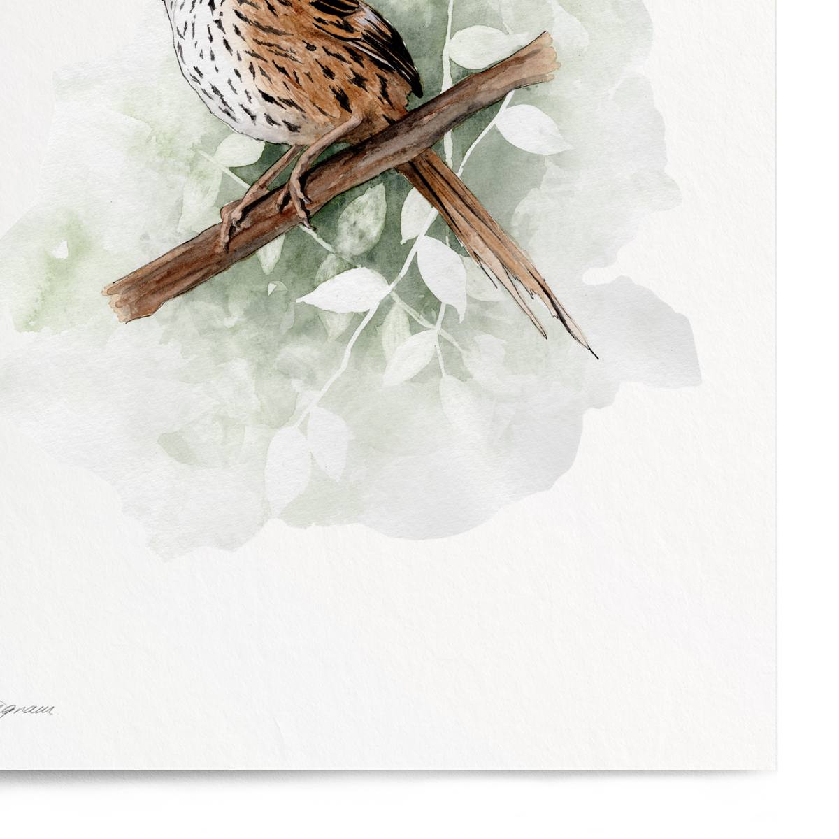 Bird illustration on a white background