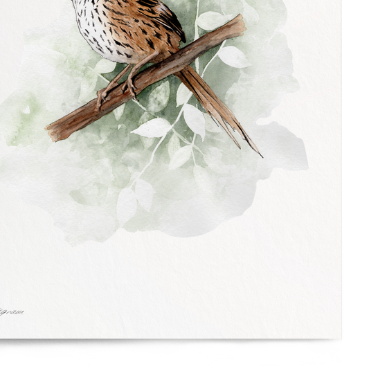 Bird illustration on a white background