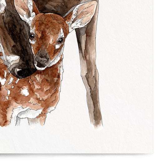 Art print of a deer and fawn on a white background