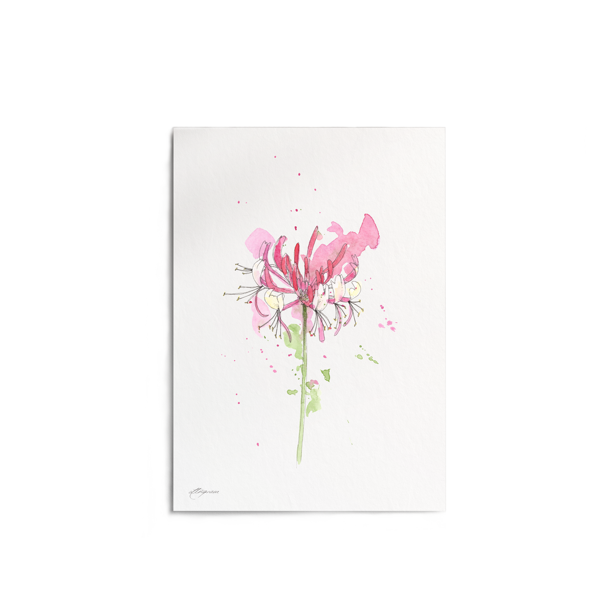 "Honeysuckle" Print