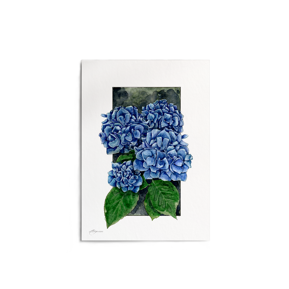 "Hydrangea" Print