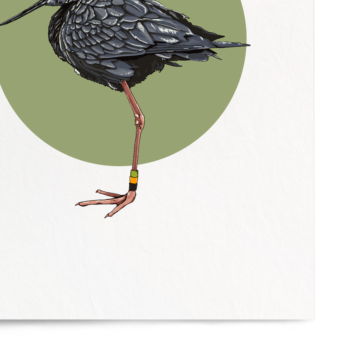Illustration of a bird on a white background with a green circle