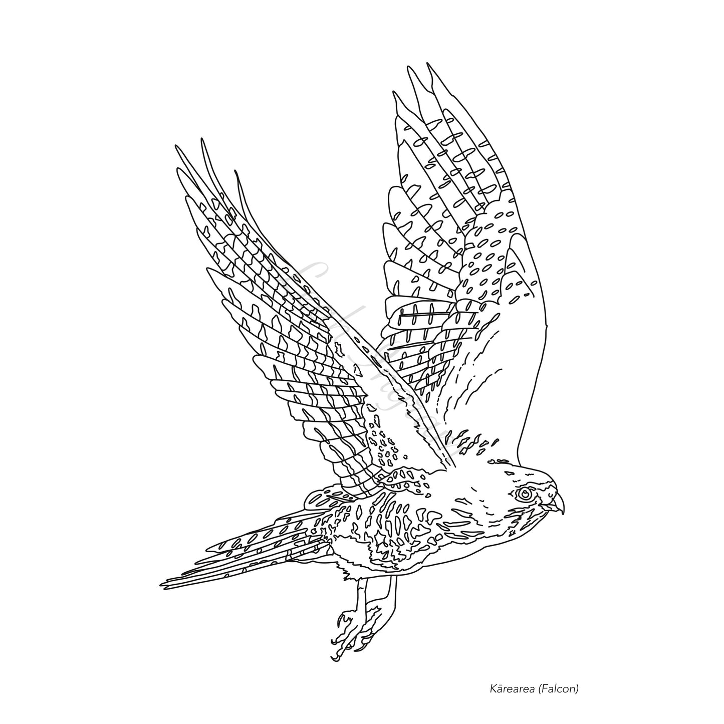 Karearea Colour Page