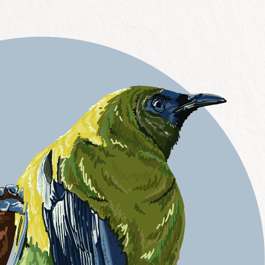 Illustration of a bird on a white background with a blue circle