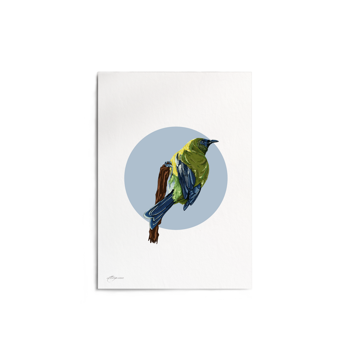 "Korimako" Print
