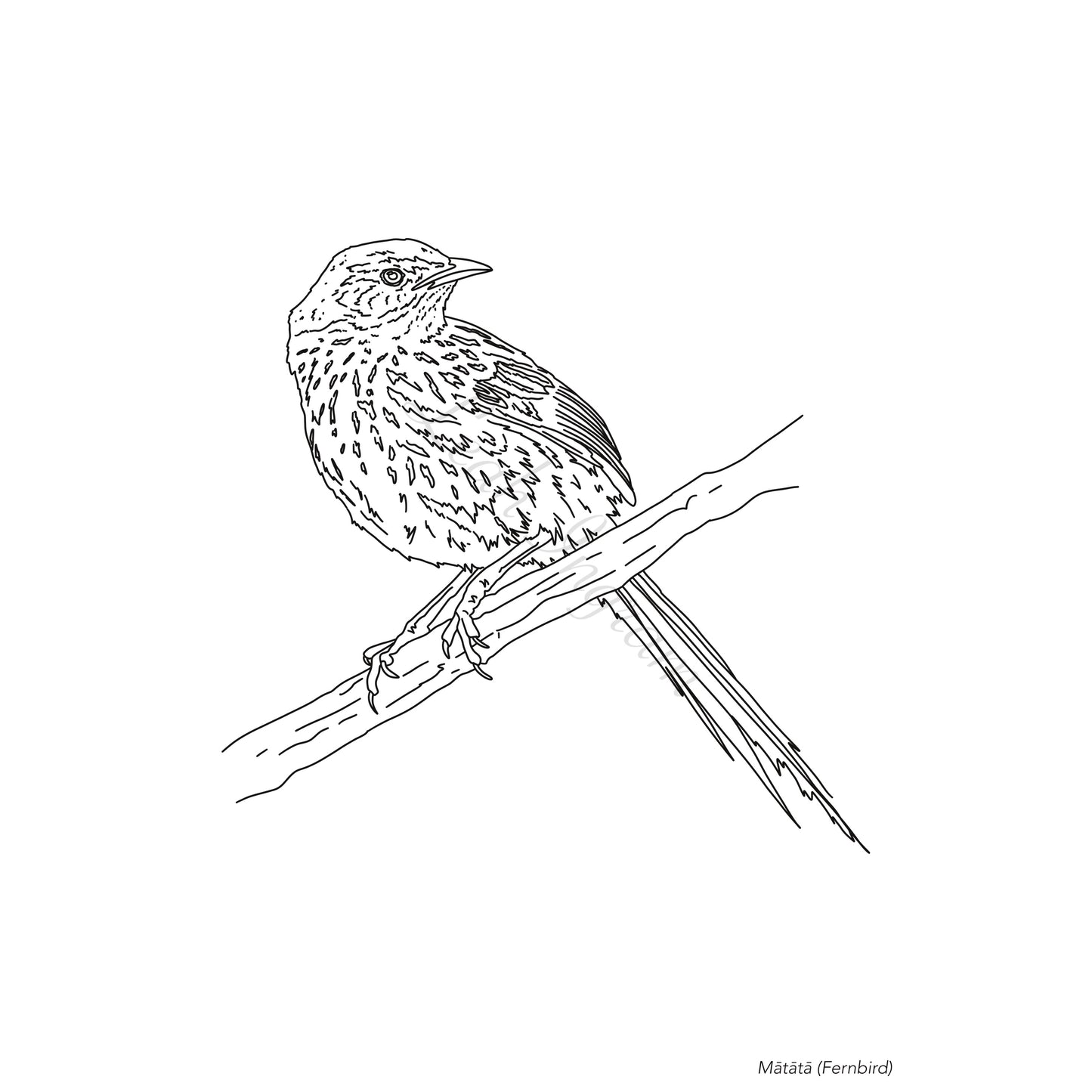 Matamata Colour Page