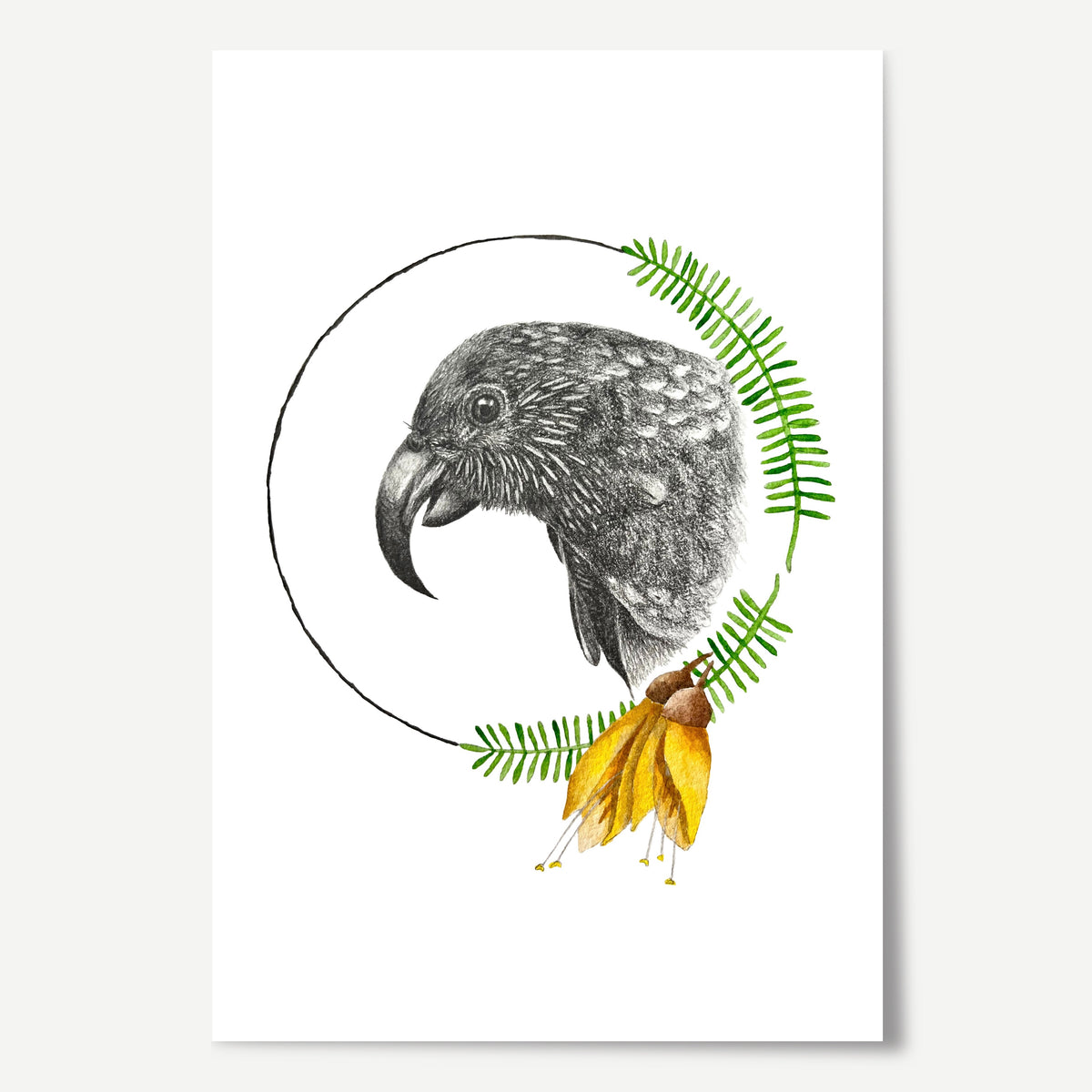 Kākā Limited Edition Print