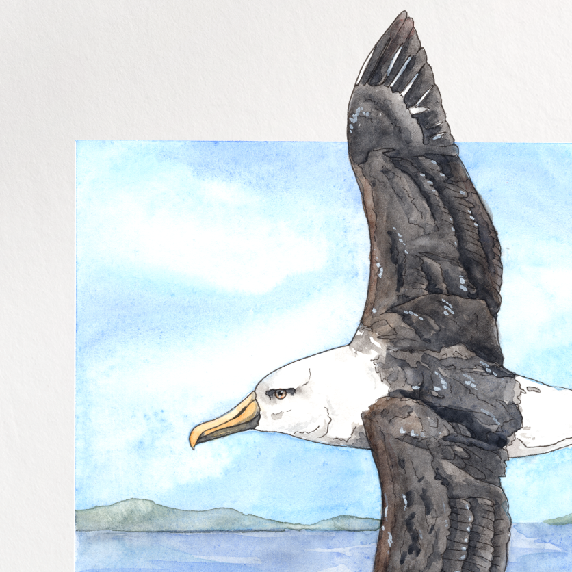 "Albatross" Print