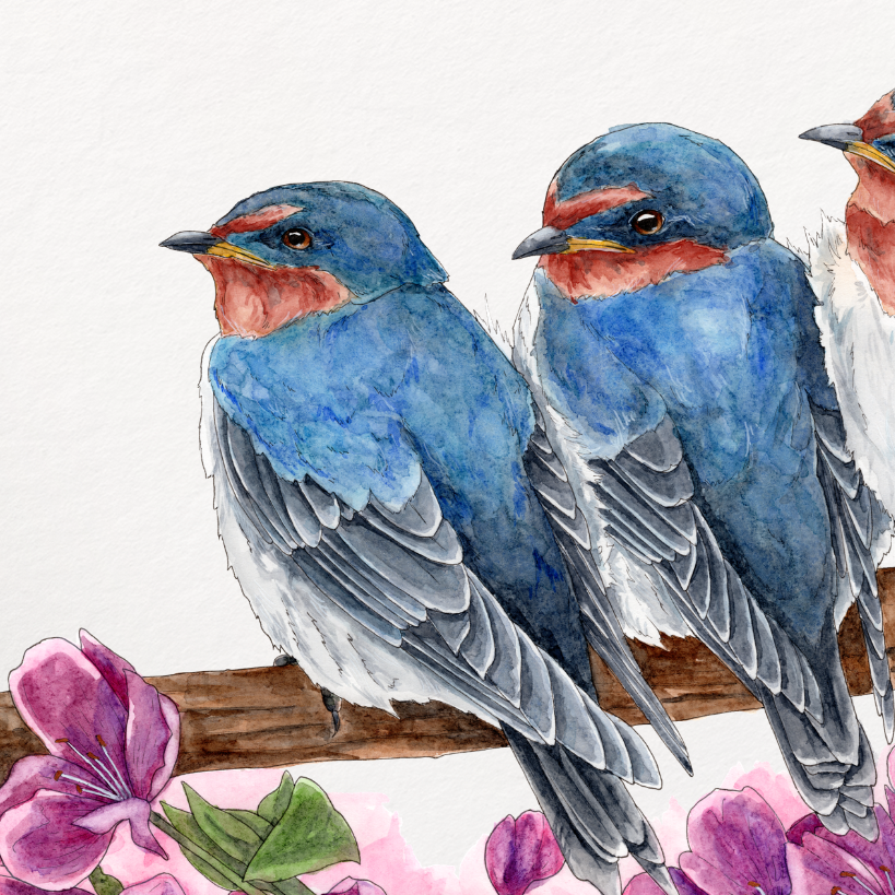 Three blue birds perched on a branch with pink flowers on a white background