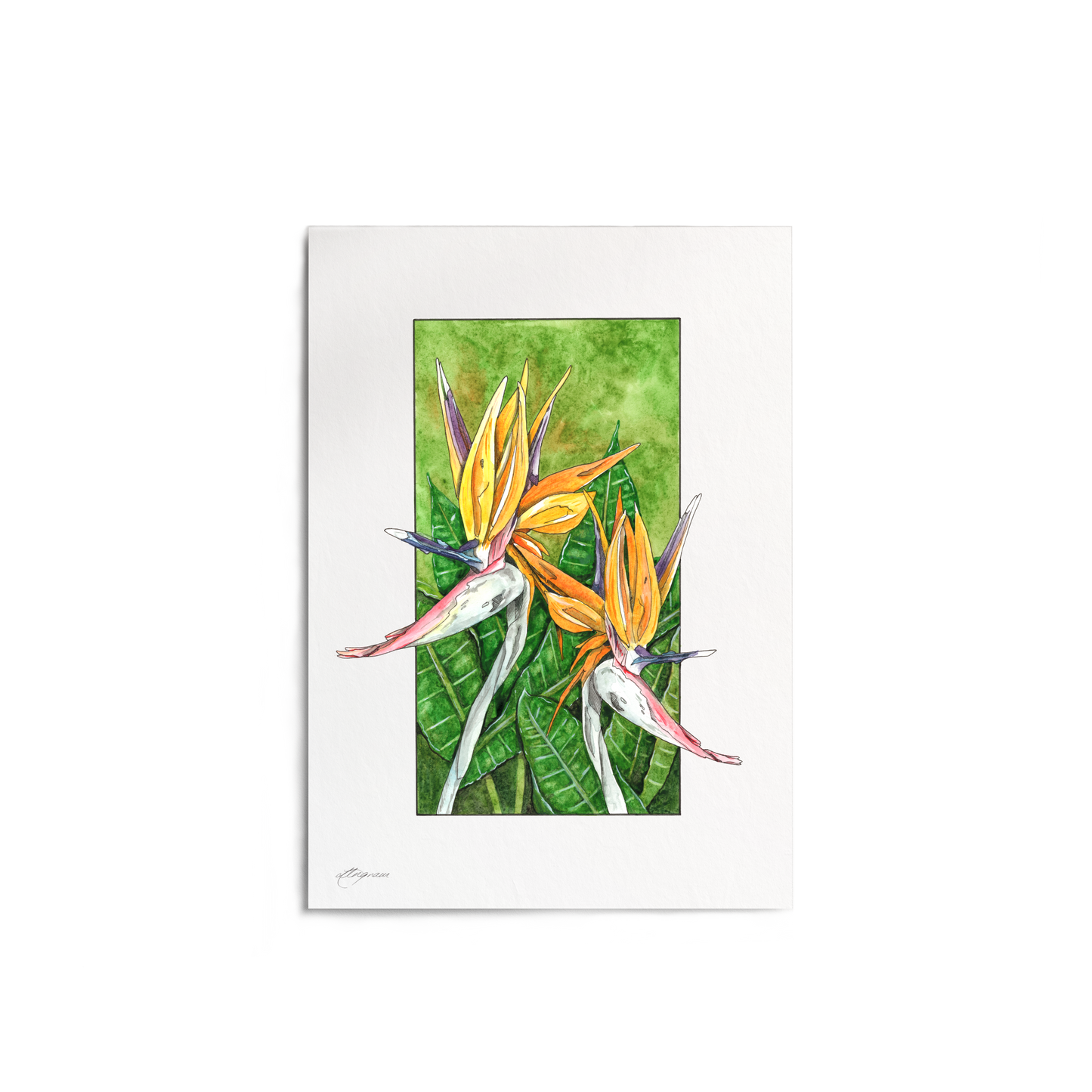 "Bird of Paradise" Print