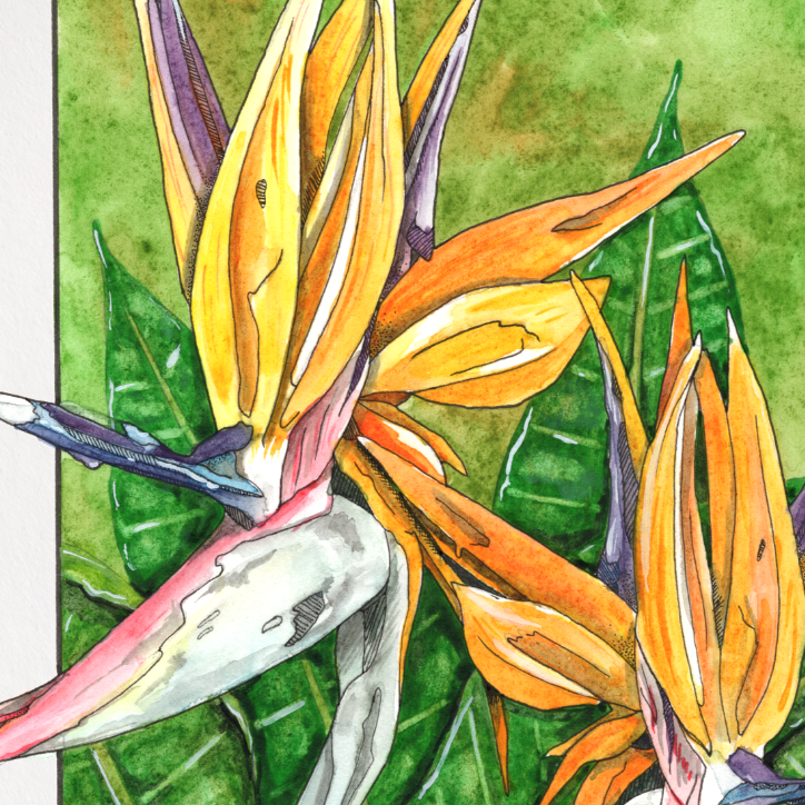 Framed artwork of tropical flowers on a white background