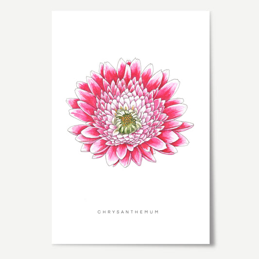 Chrysanthemum Flower Print