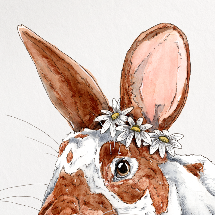 Illustration of a rabbit on a white background