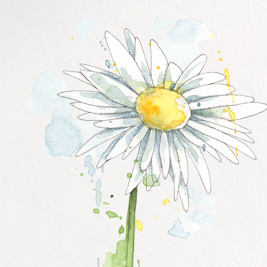 Framed artwork of a daisy on a white background
