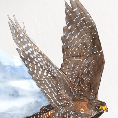 Framed artwork of a bird of prey in flight with a mountainous landscape background.