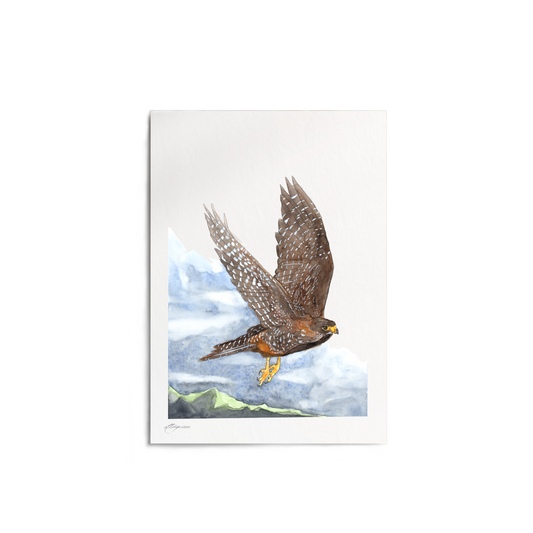 "Falcon in Flight" Print