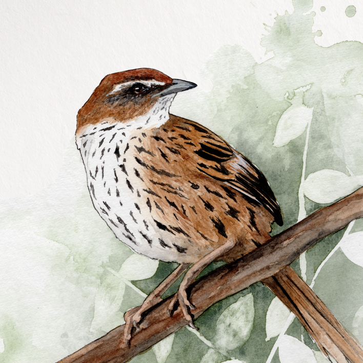 Bird illustration on a white background
