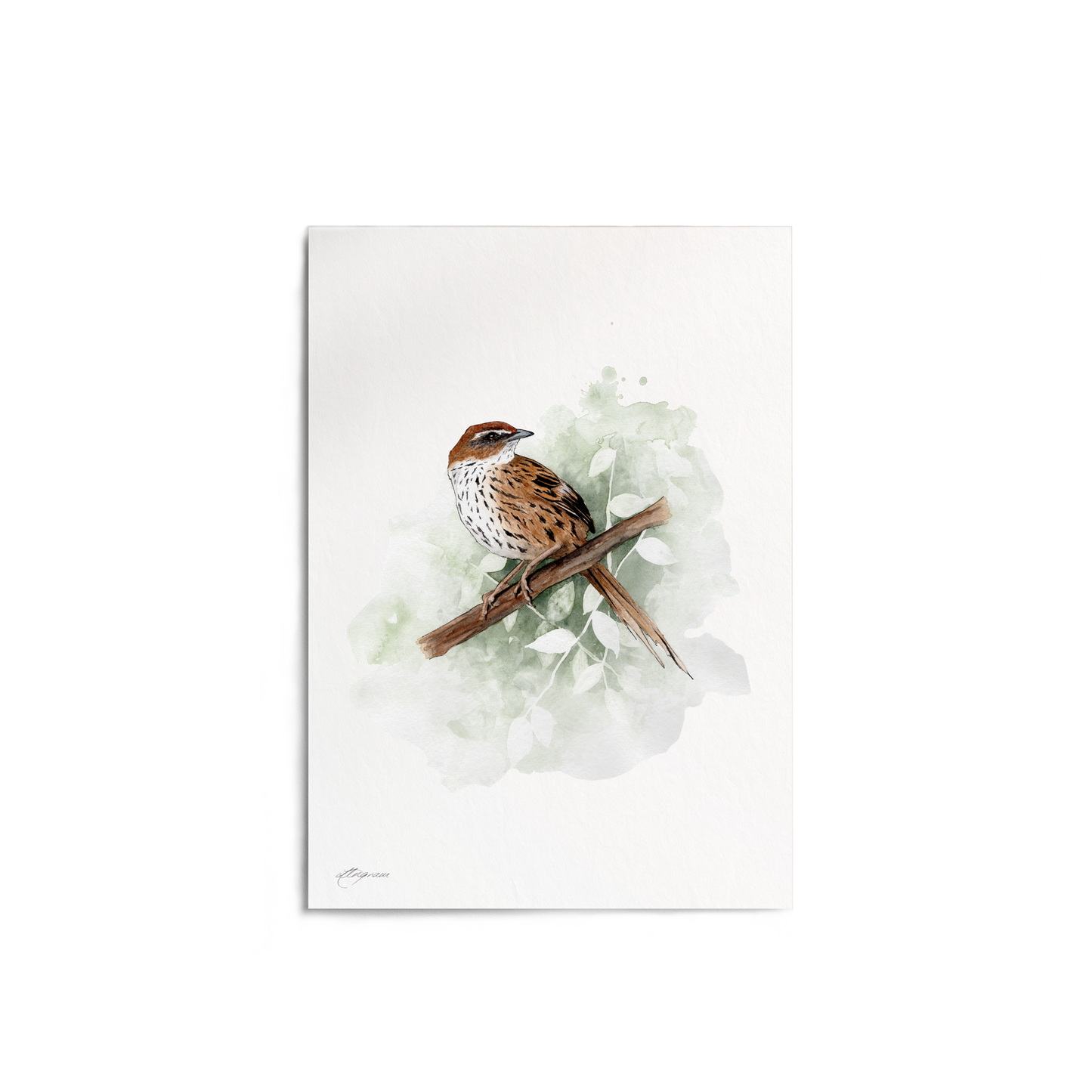 "Fernbird (Mātātā)" Print