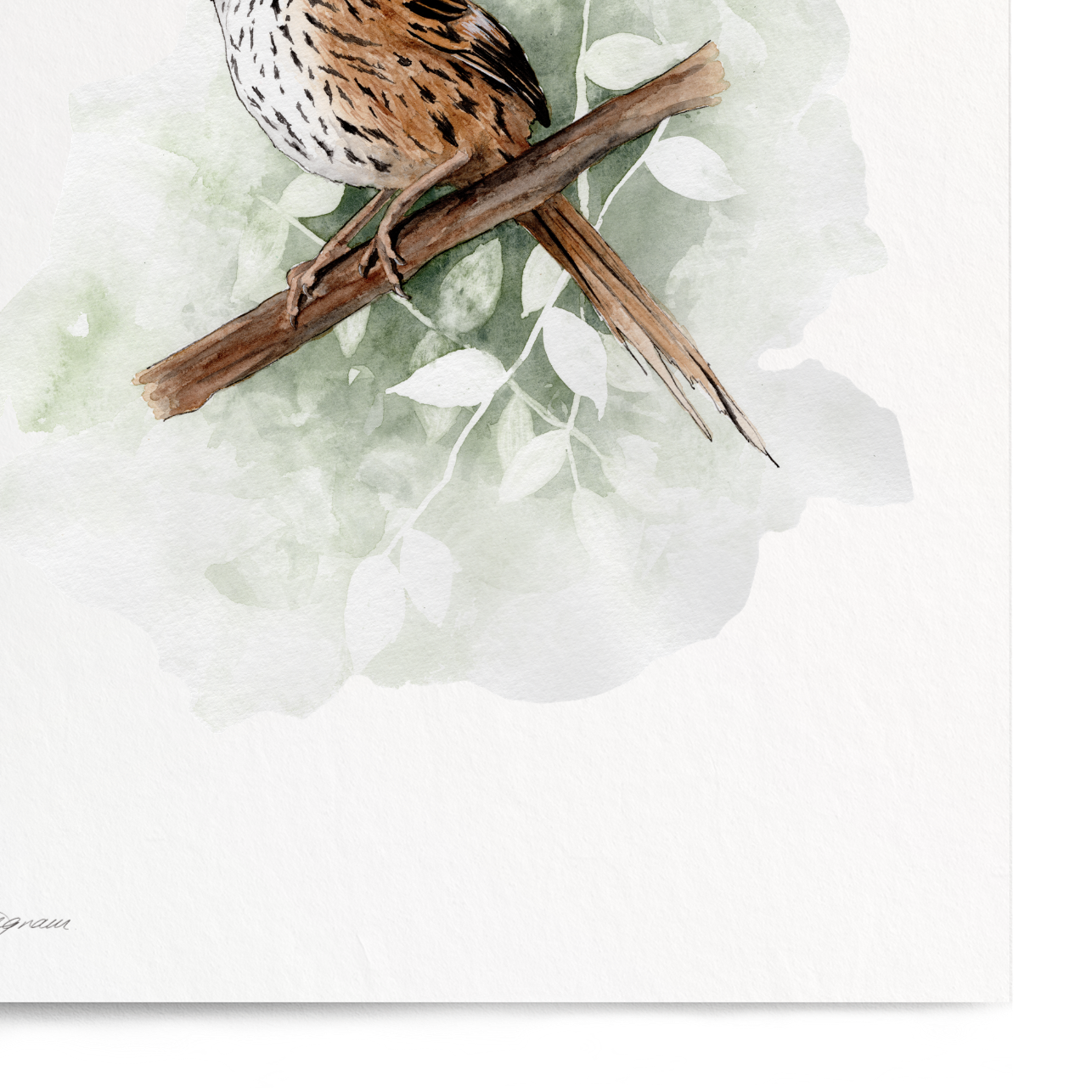 Bird illustration on a white background