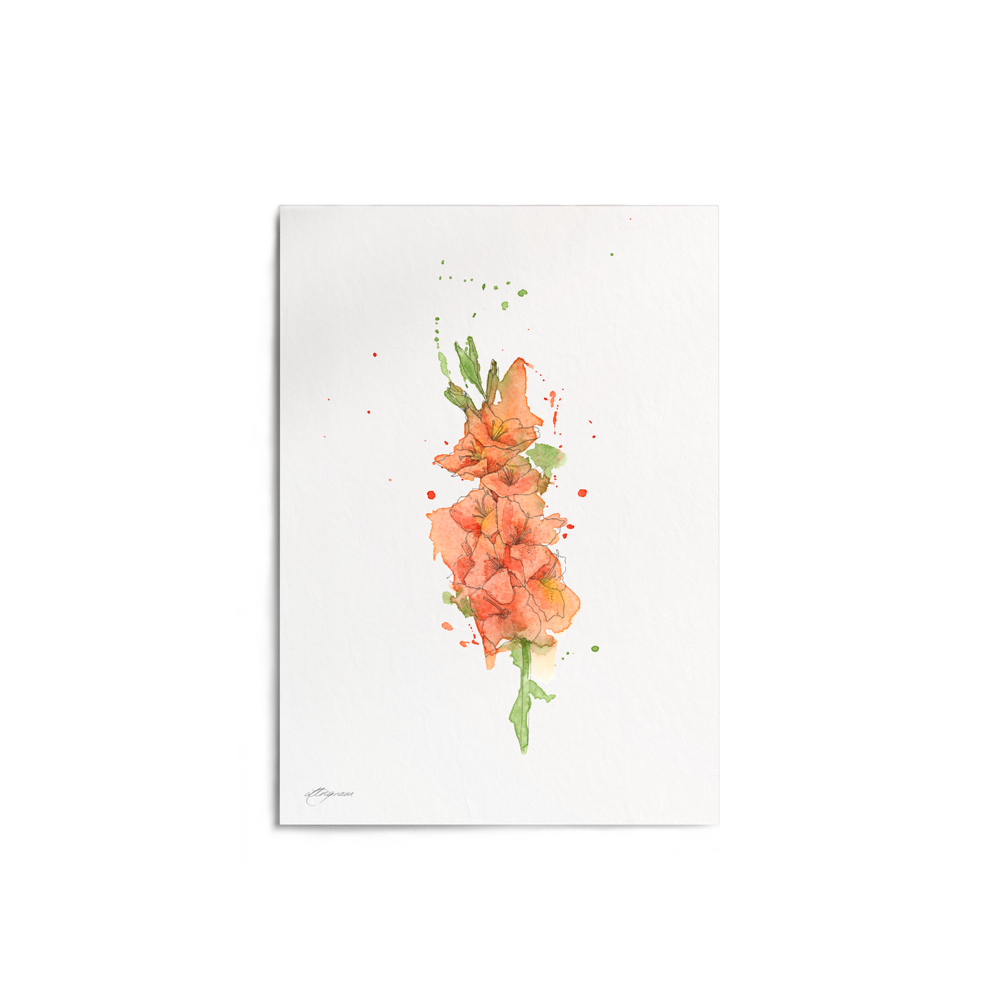"Gladiolus" Print