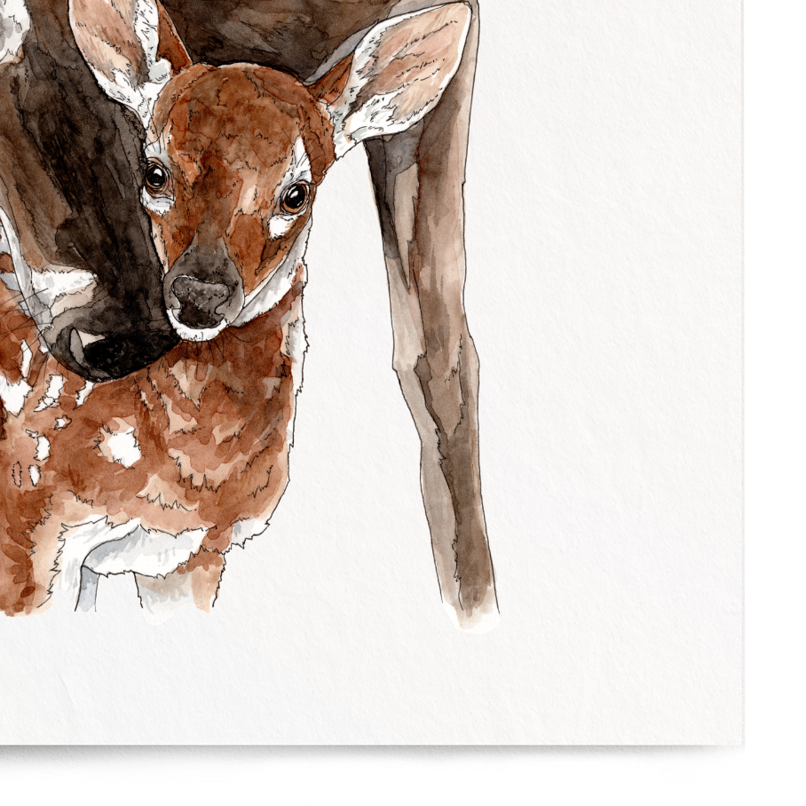 Art print of a deer and fawn on a white background