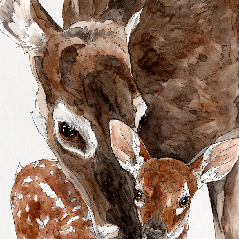 Art print of a deer and fawn on a white background