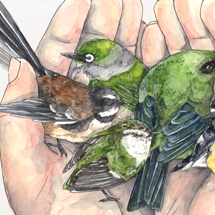 Illustration of hands holding two small birds on a white background