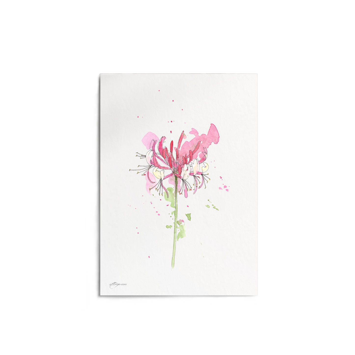 "Honeysuckle" Print