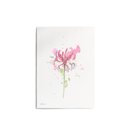 "Honeysuckle" Print