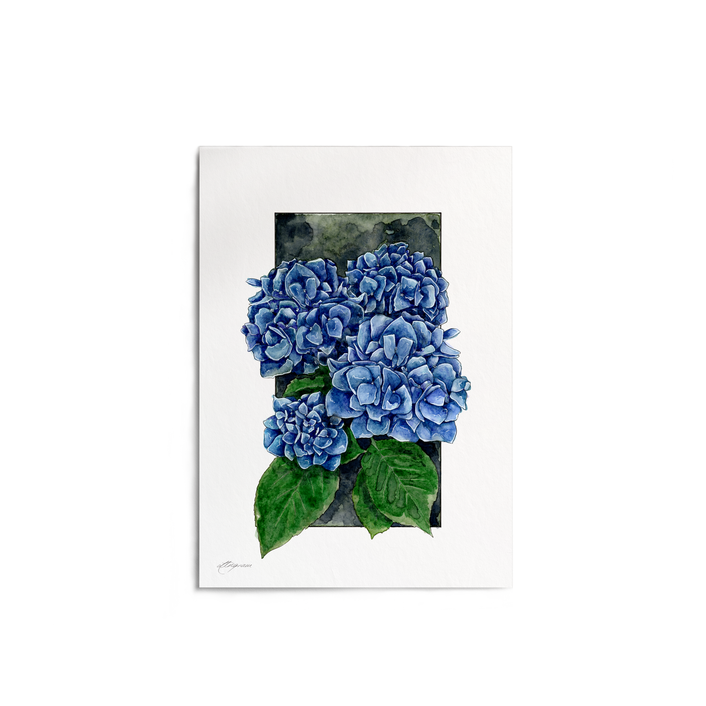 "Hydrangea" Print