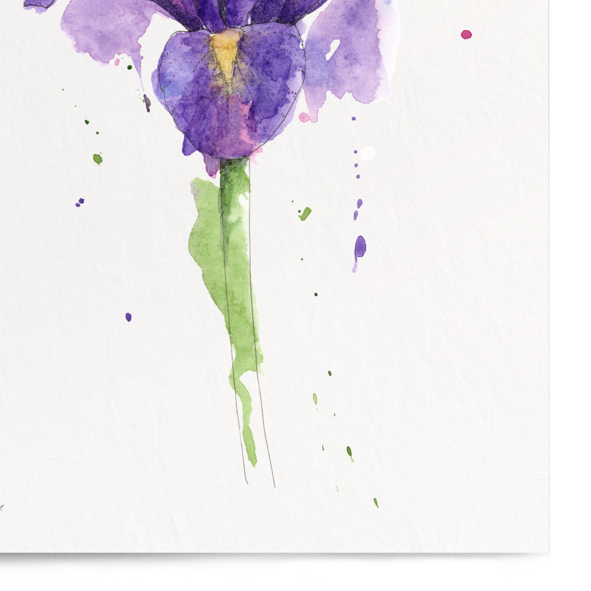 Watercolor painting of a purple flower on a white background