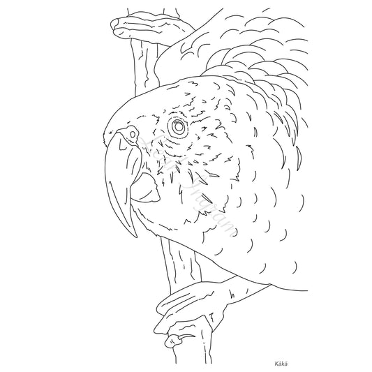 Kaka Colour Page