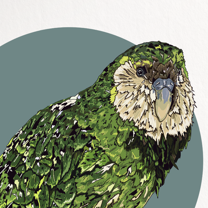 Framed artwork of a green parrot on a white background