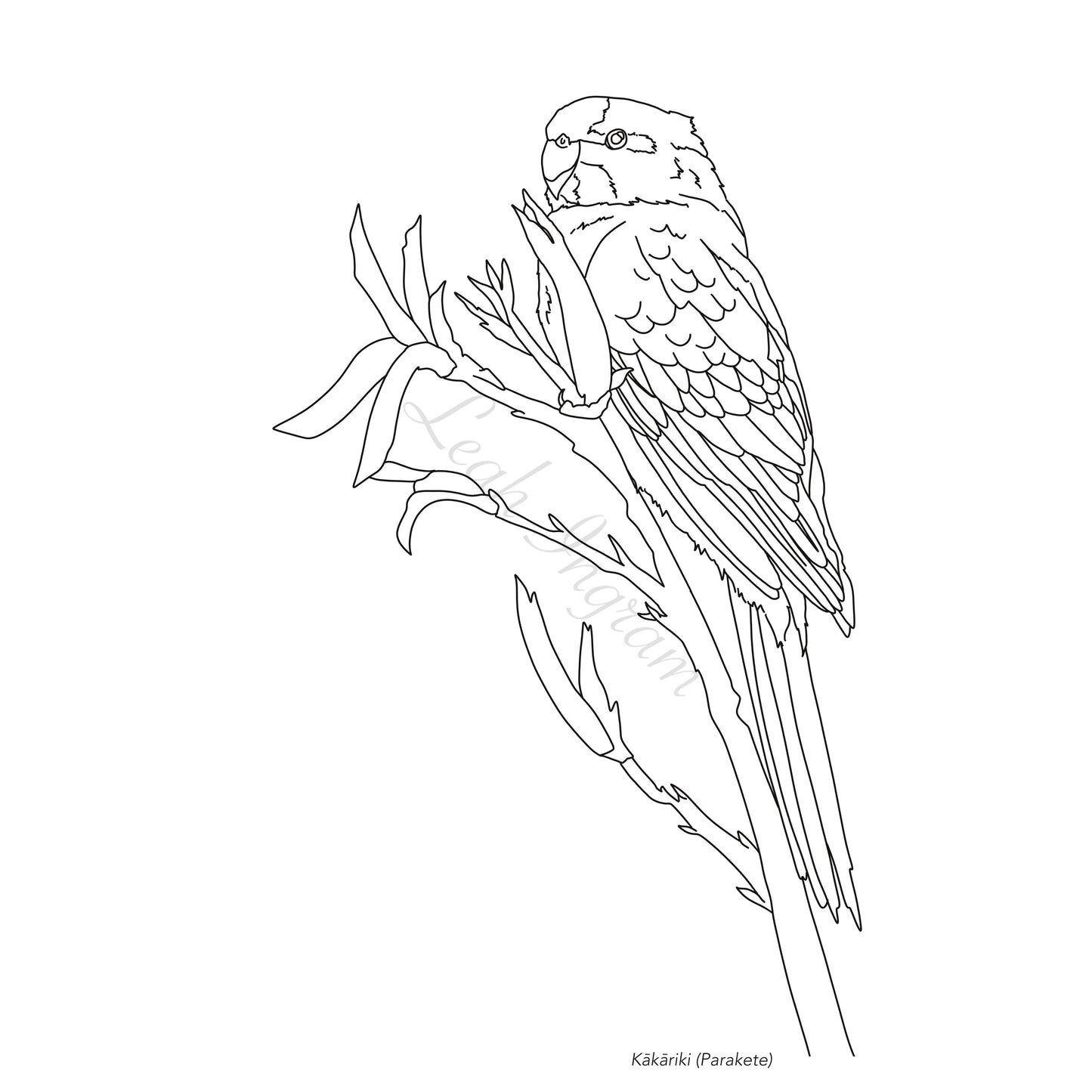 Kakariki Colour Page