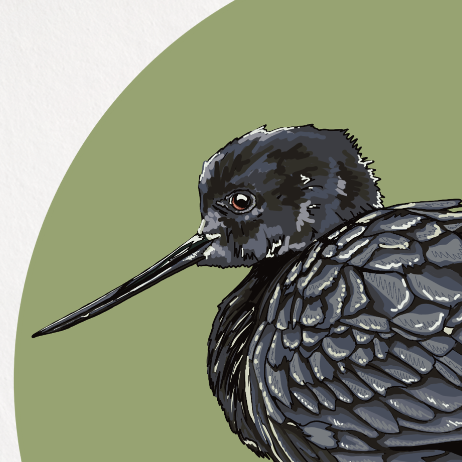 Illustration of a bird on a white background with a green circle