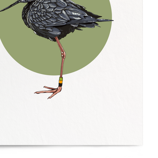 Illustration of a bird on a white background with a green circle