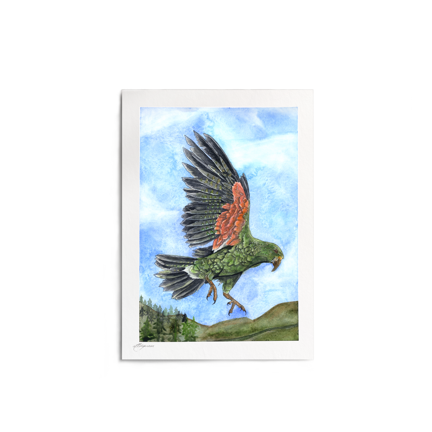 "Kea of the Alps" Print