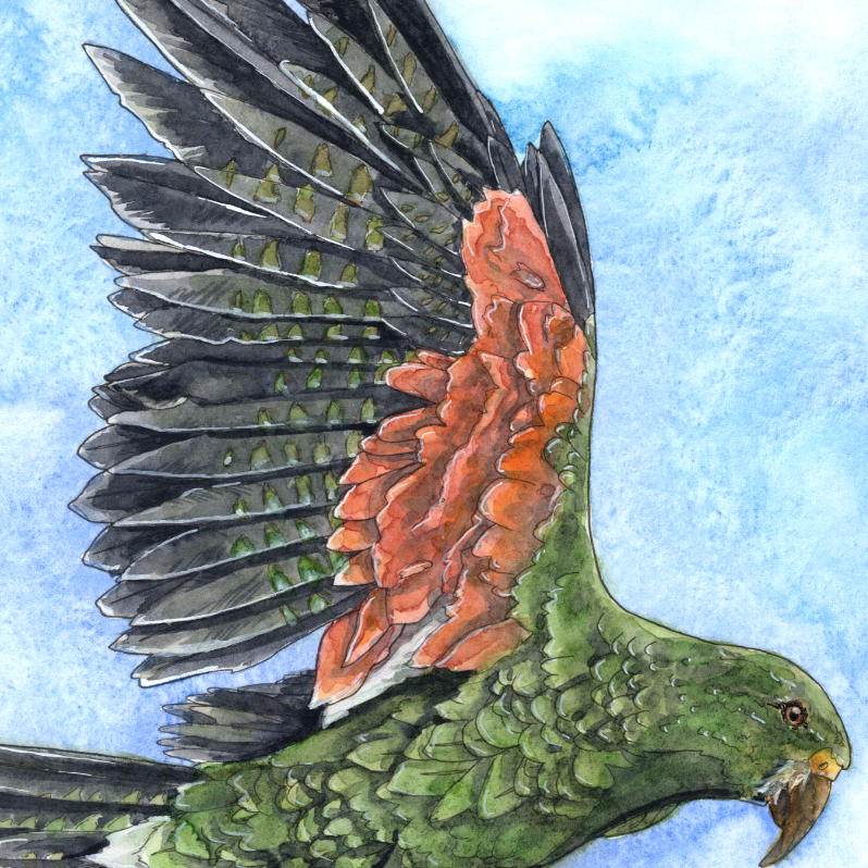Framed artwork of a parrot with open wings against a blue sky and green landscape.
