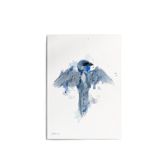 "Kōkako Diamond" Print