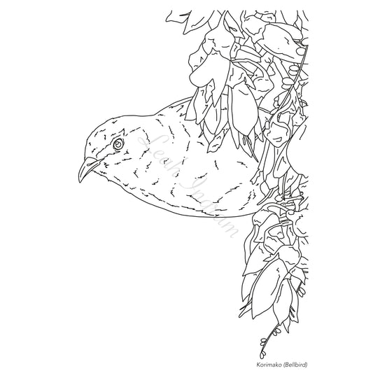 Korimako Colour Page