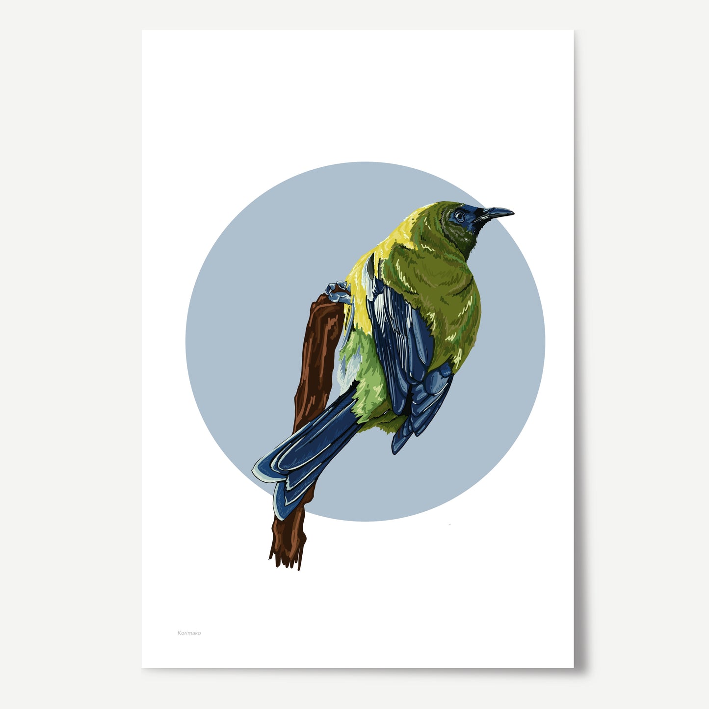 Korimako in Blue Print