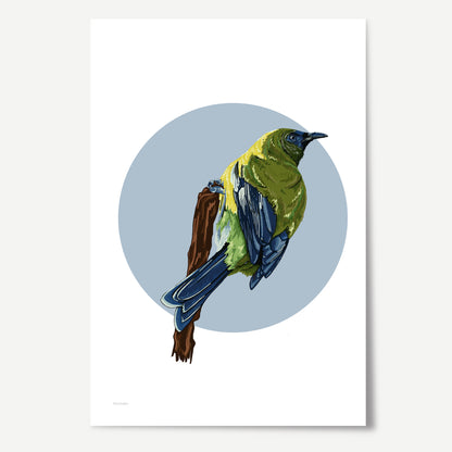 Korimako in Blue Print