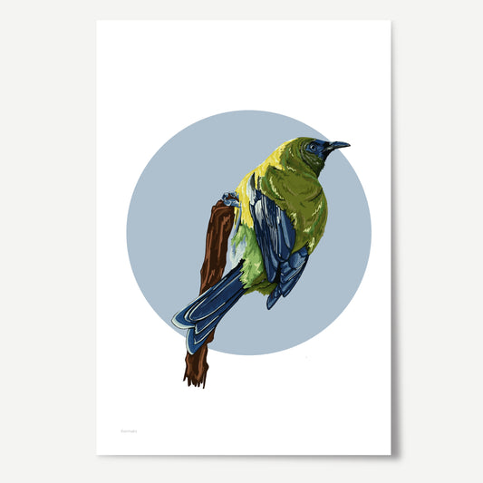 Korimako in Blue Print