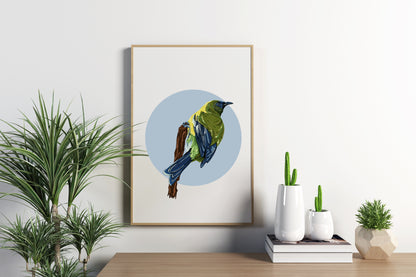 Korimako in Blue Print