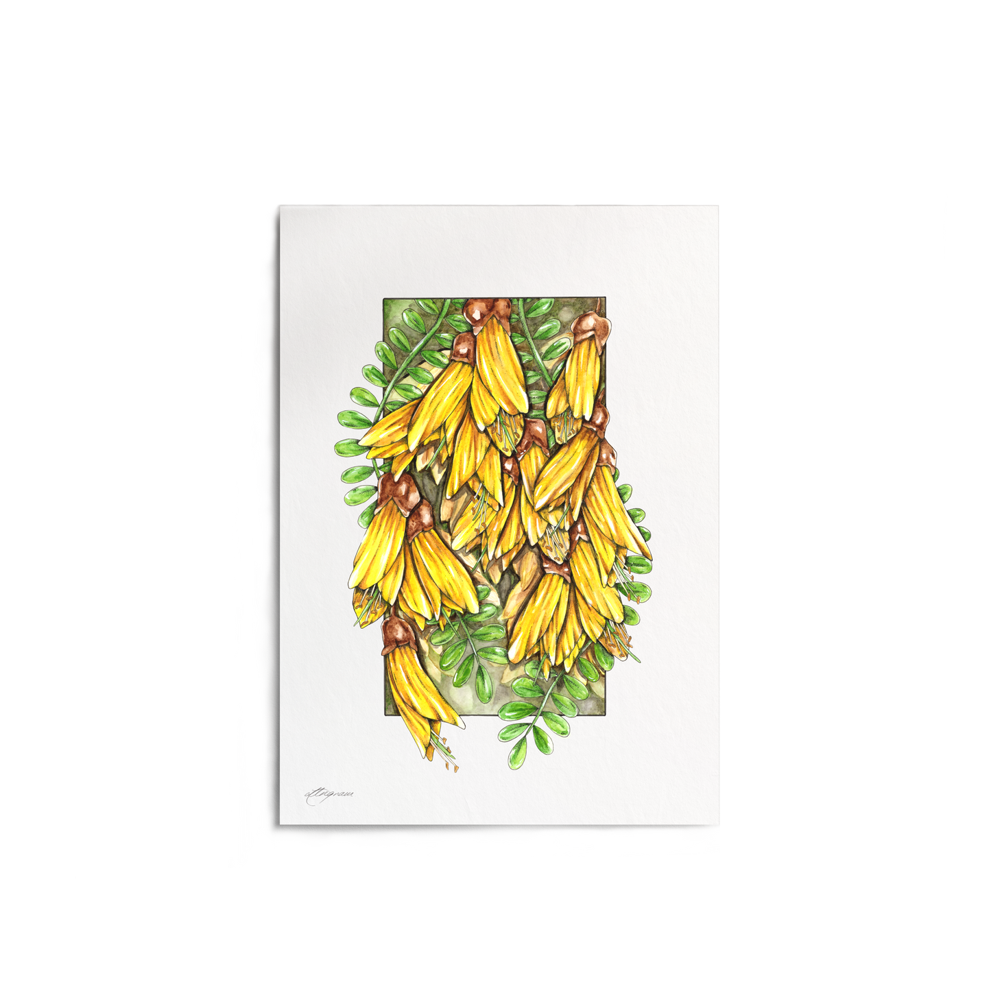 "Kōwhai" Print