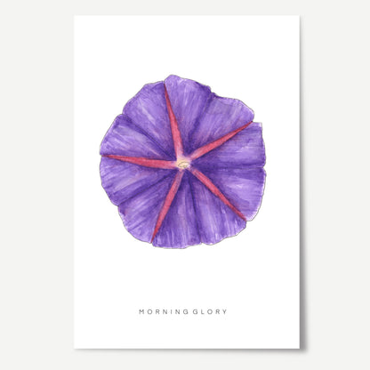 Morning Glory Flower Print