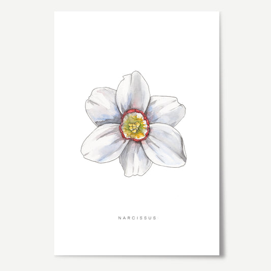 Narcissus Flower Print