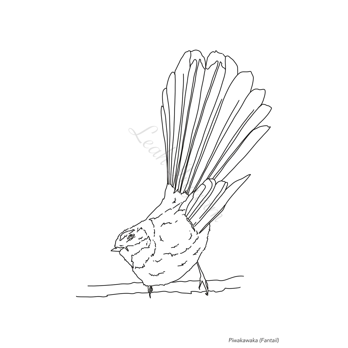 Piwakawaka Colour Page