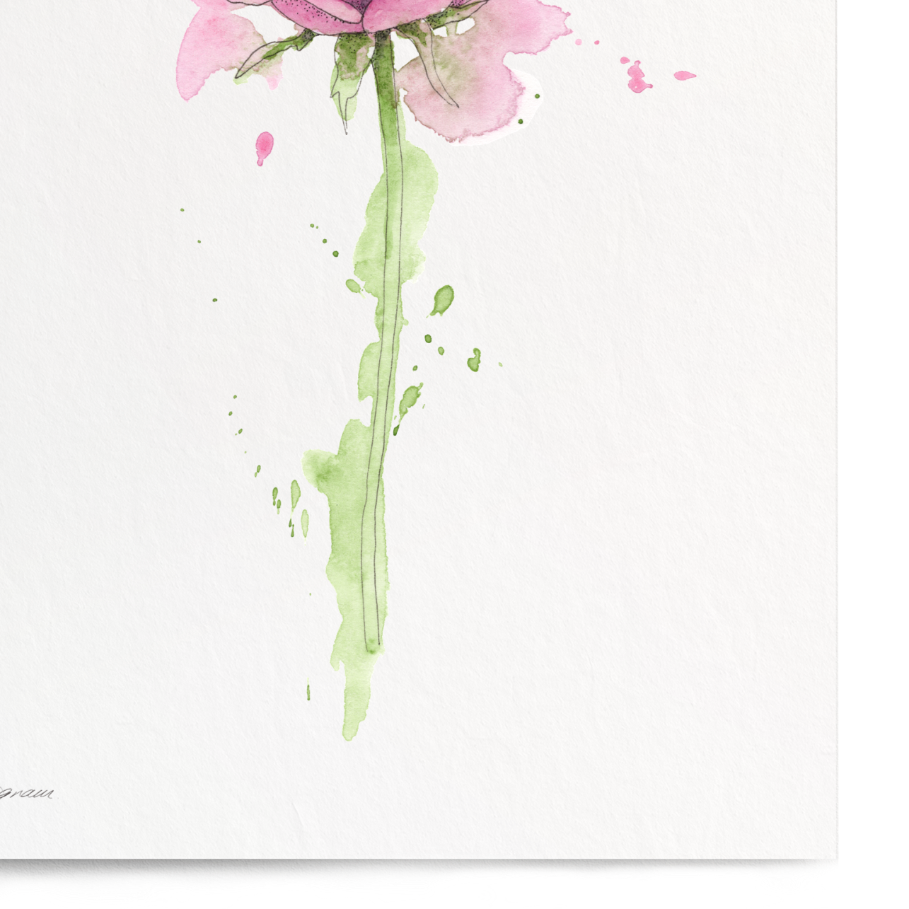 Pink rose painting on a white background
