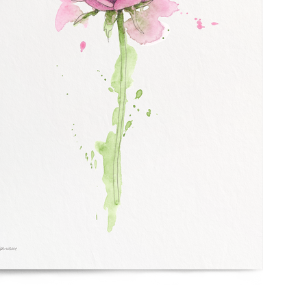 Pink rose painting on a white background